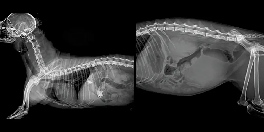 Precisión X-Ray