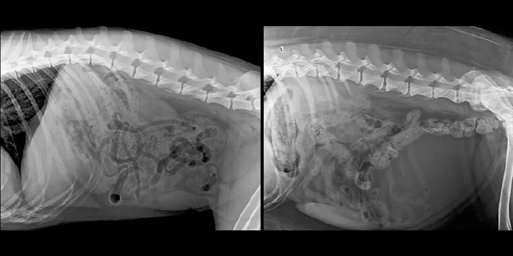 Calidad HD X-Ray